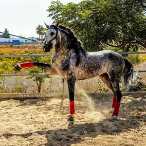 Meet your Posher, Miguel